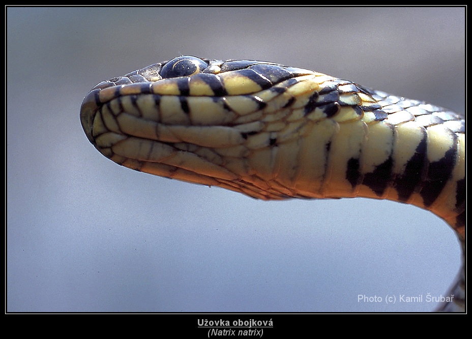 Užovka obojková (Natrix natrix) - 3.,