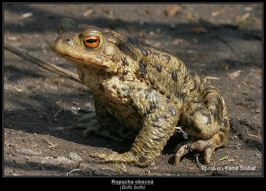 Ropucha obecná (Bufo bufo) - 1.,