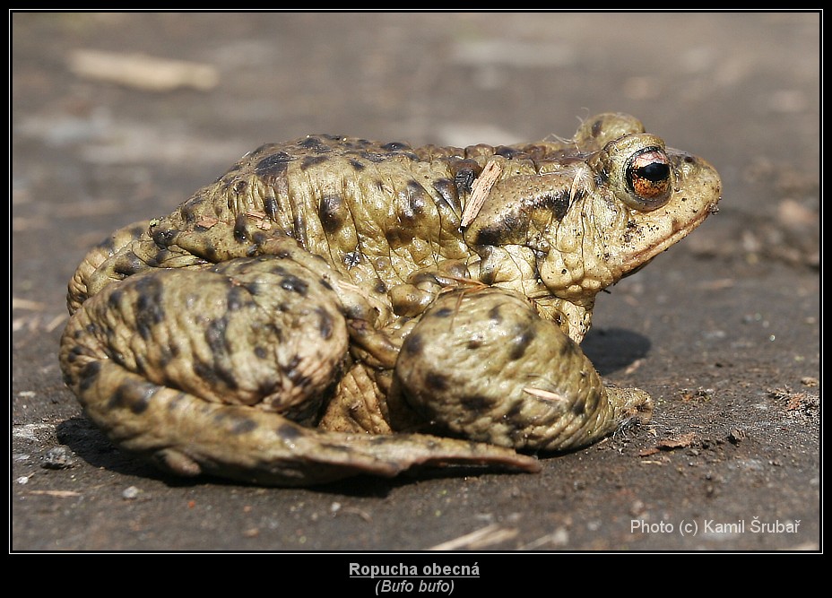 Ropucha obecná (Bufo bufo) - 2.,