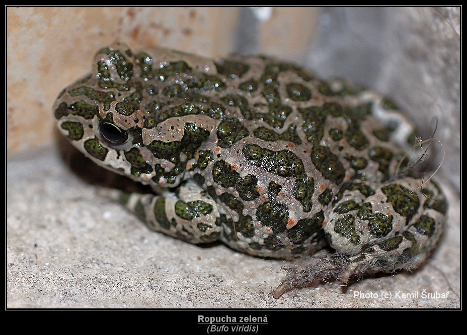 Ropucha zelená (Bufo viridis) - 1.,