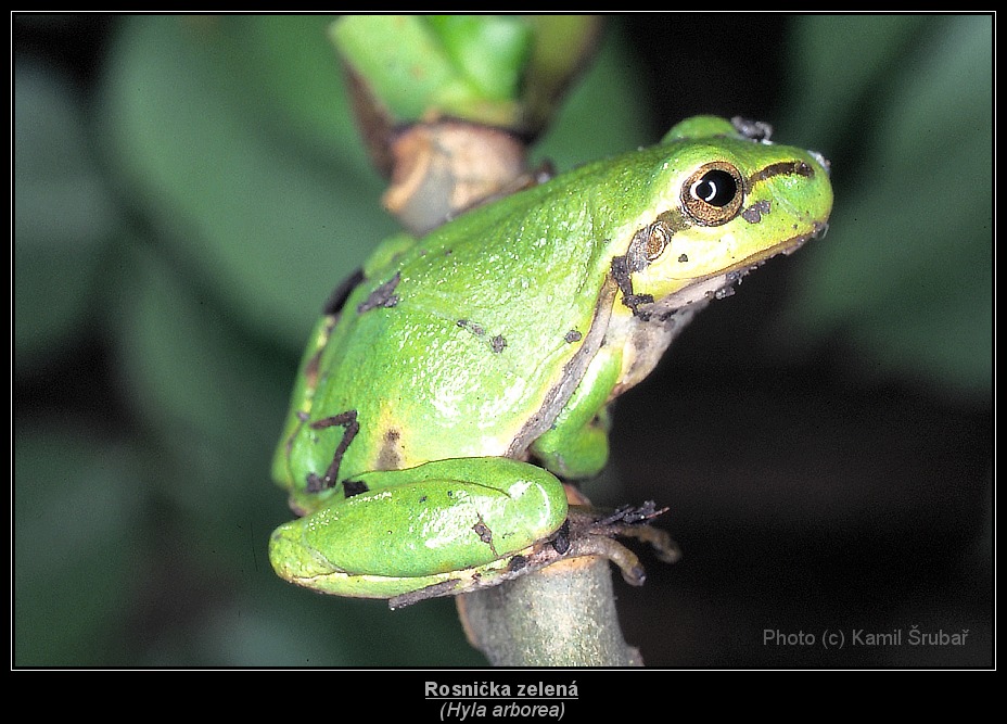 Rosnička zelená (Hyla arborea) - 1.,