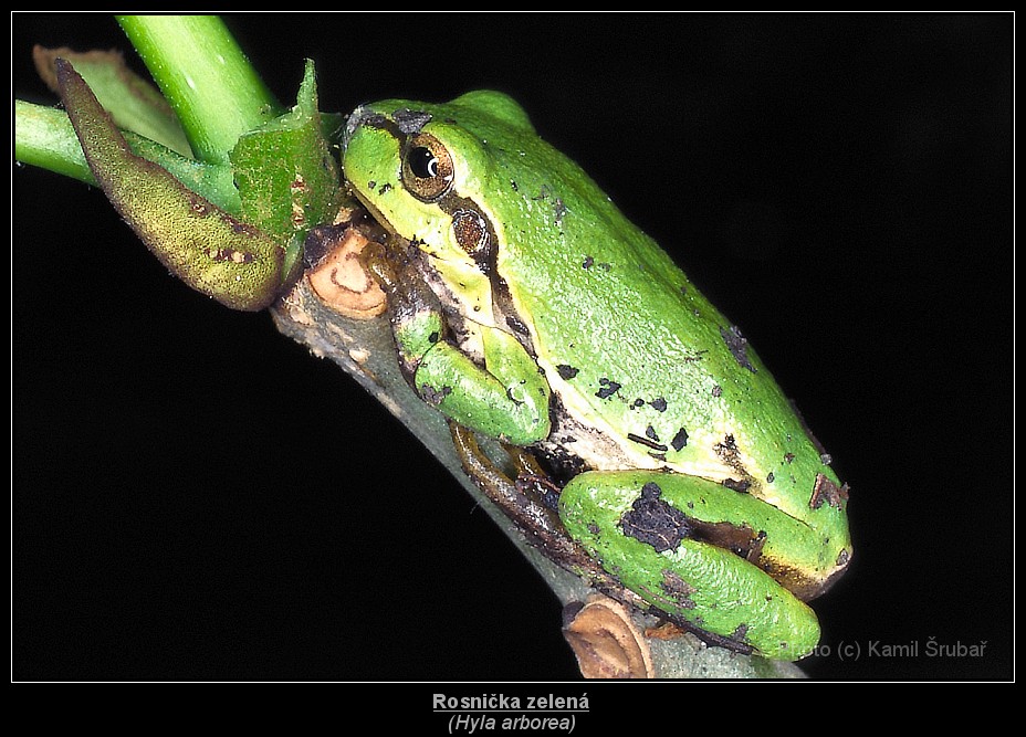 Rosnička zelená (Hyla arborea) - 2.,