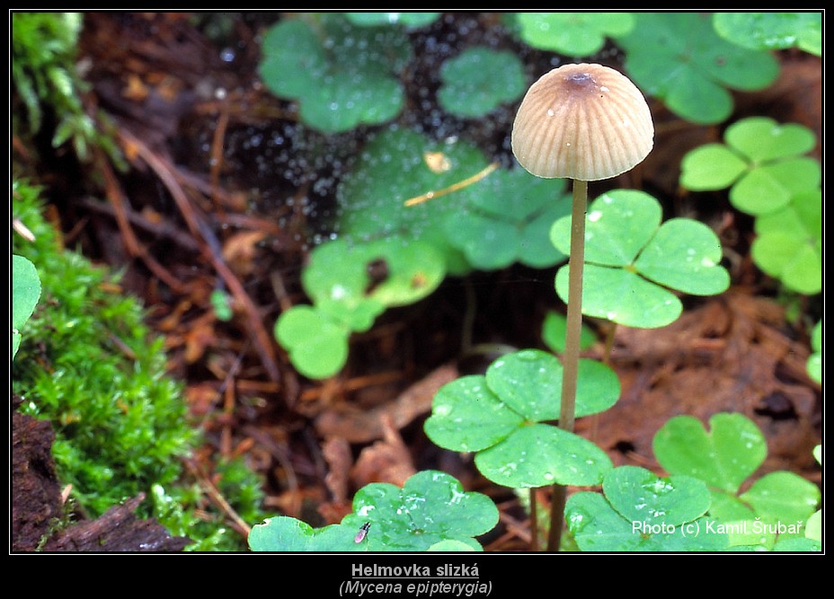 Helmovka slizká (Mycena epipterygia) - 1.,