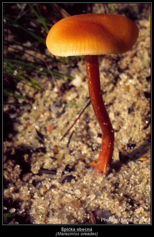 Špička obecná (Marasmius oreades) - 1.,