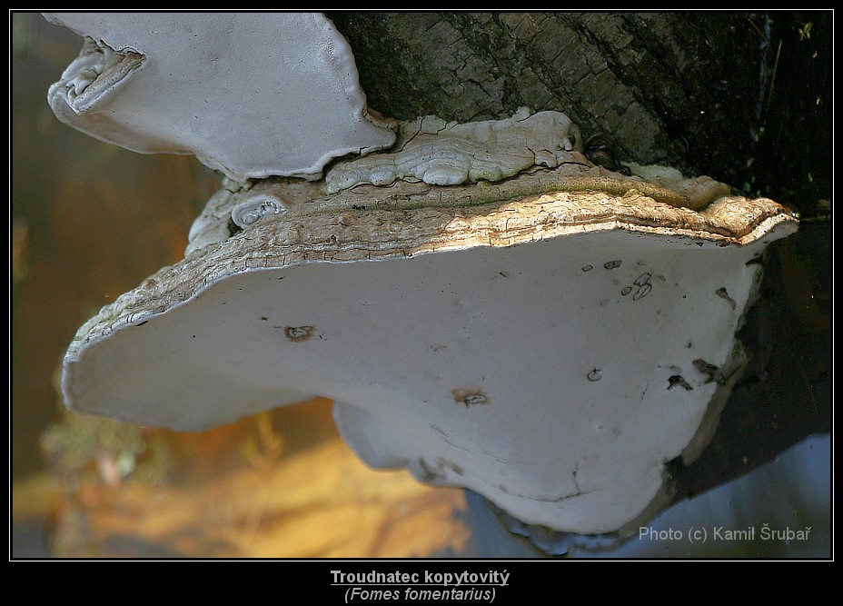 Troudnatec kopytovitý (Fomes fomentarius) - 1.,