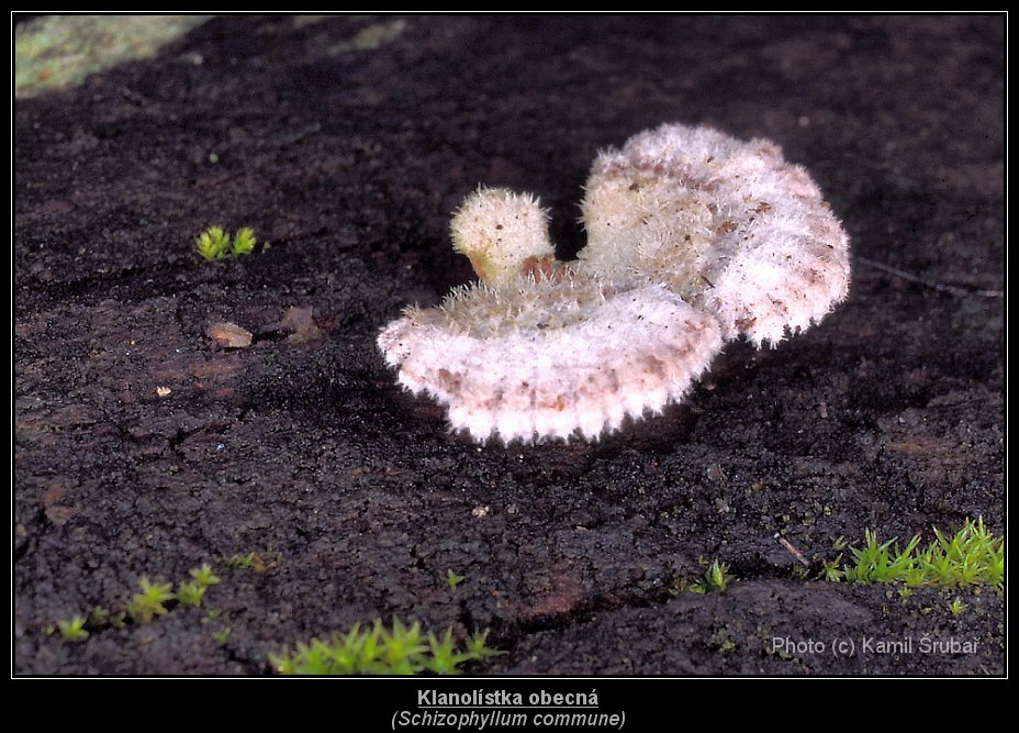 Klanolístka obecná (Schizophyllum commune) - 1.,