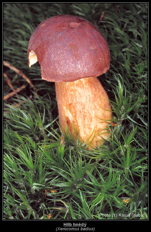 Hřib hnědý (Xerocomus badius) - 2.,