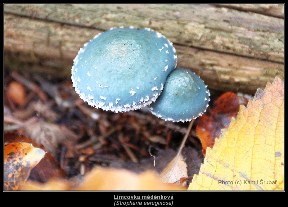 Límcovka měděnková (Stropharia aeruginosa) - 1.,