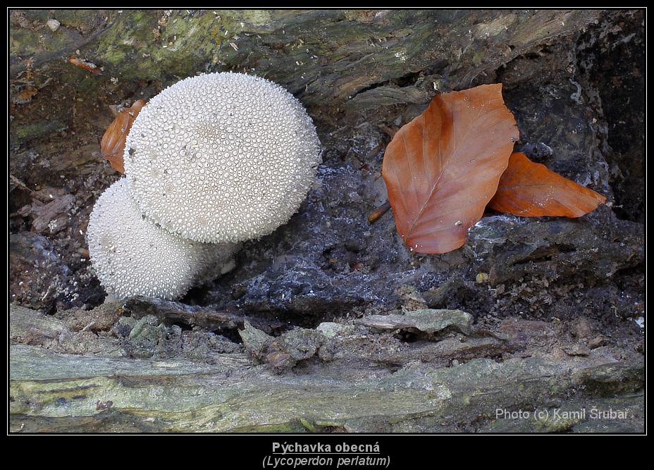 Pýchavka obecná (Lycoperdon perlatum) - 1.,