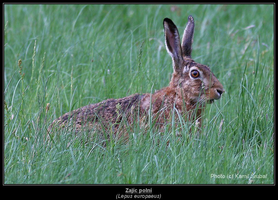 Zajíc polní (Lepus europaeus) - 1.,