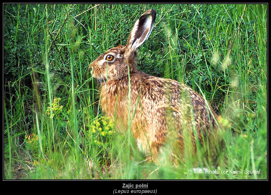Zajíc polní (Lepus europaeus) - 2.,