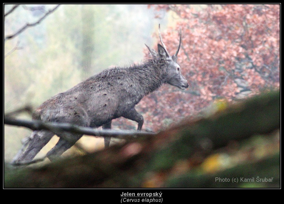 Jelen evropský (Cervus elaphus) - 1.,