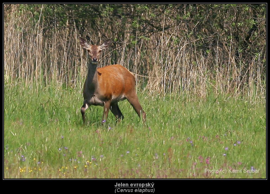 Jelen evropský (Cervus elaphus) - 2.,