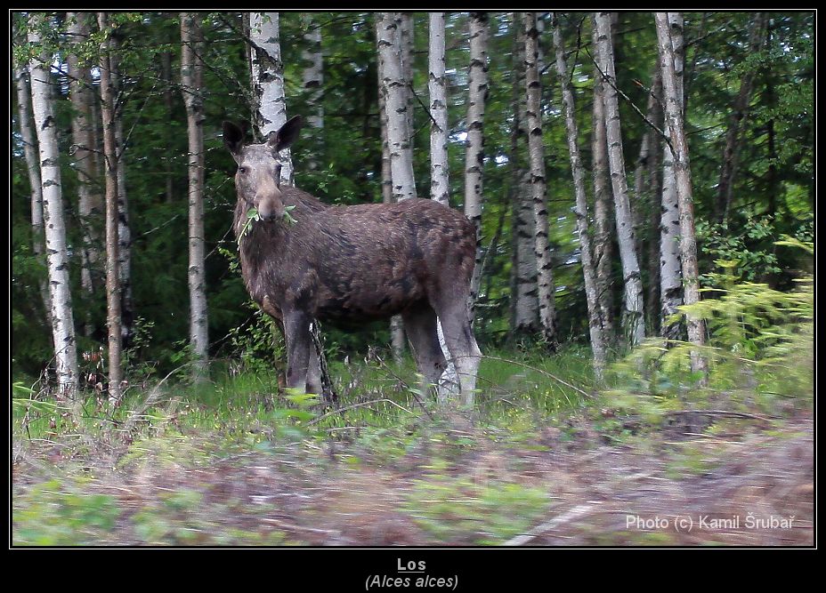 Los (Alces alces) - 1.,