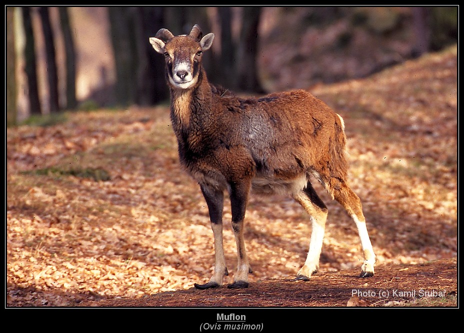 Muflon (Ovis musimon) - 1.,