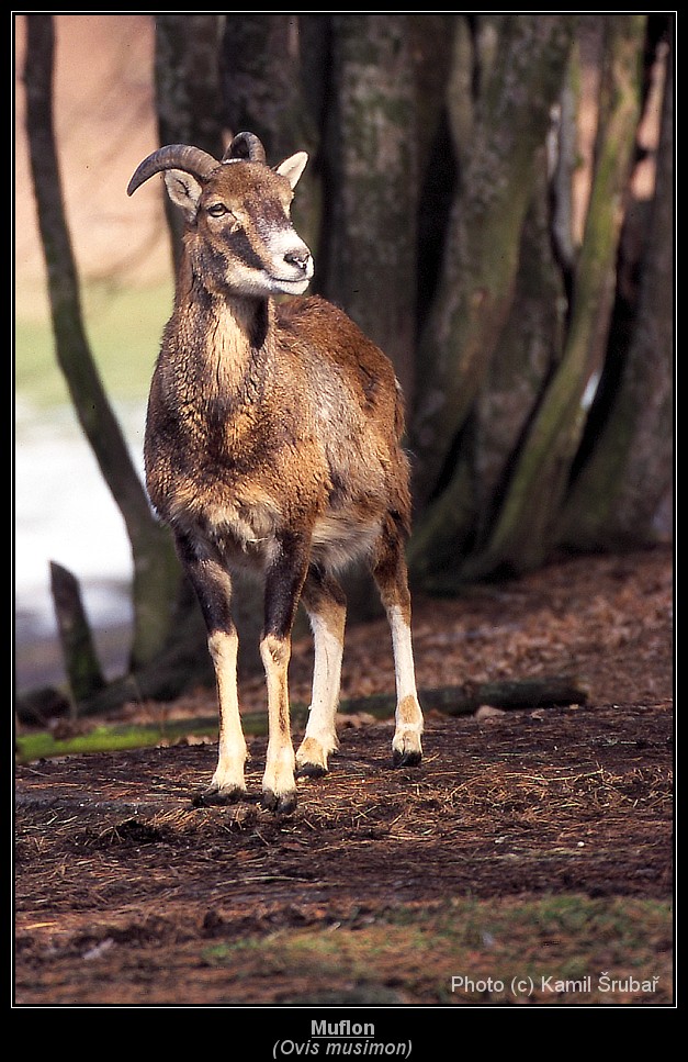 Muflon (Ovis musimon) - 2.,