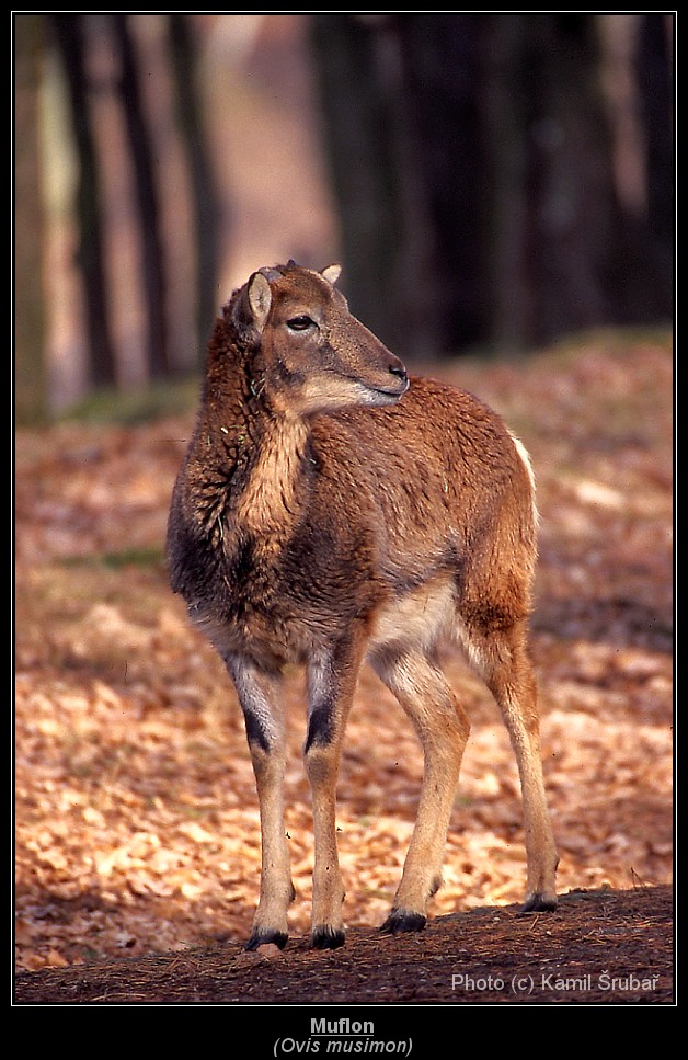 Muflon (Ovis musimon) - 3.,