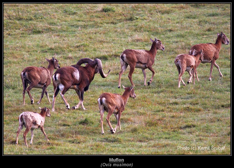 Muflon (Ovis musimon) - 5.,