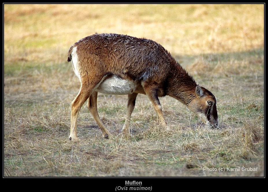 Muflon (Ovis musimon) - 4.,