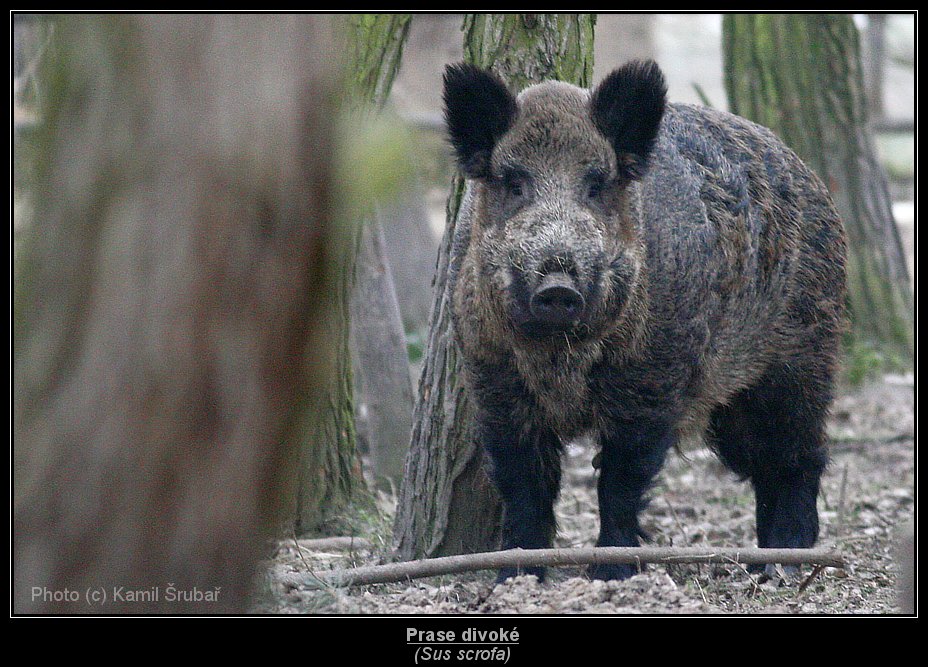 Prase divoké (Sus scrofa) - 1.,