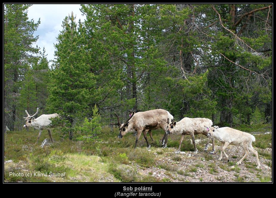 Sob polární (Rangifer tarandus) - 1.,