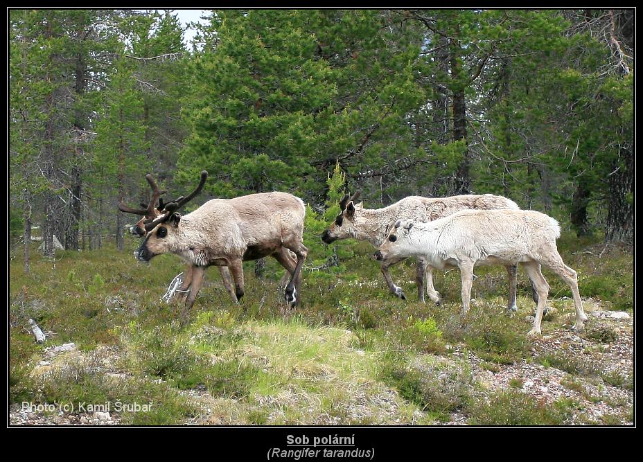 Sob polární (Rangifer tarandus) - 2.,