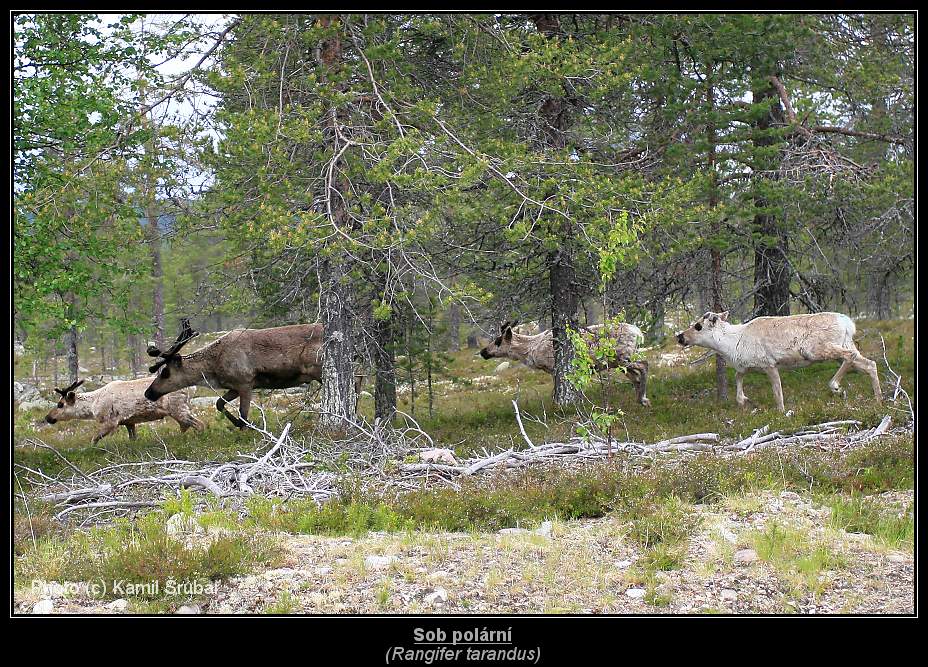 Sob polární (Rangifer tarandus) - 3.,