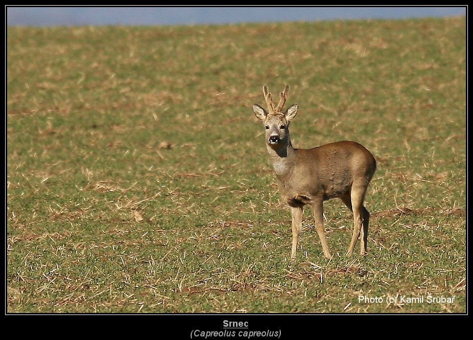 Srnec (Capreolus capreolus) - 1.,