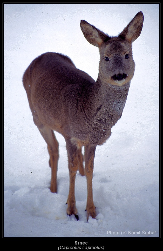 Srnec (Capreolus capreolus) - 3.,