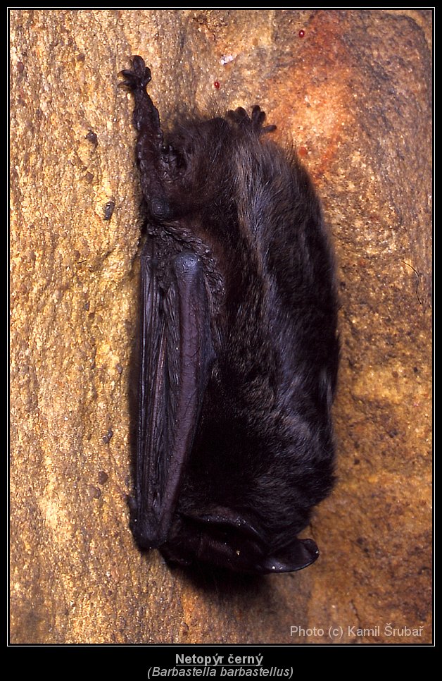 Netopýr černý (Barbastella barbastellus) - 1.,