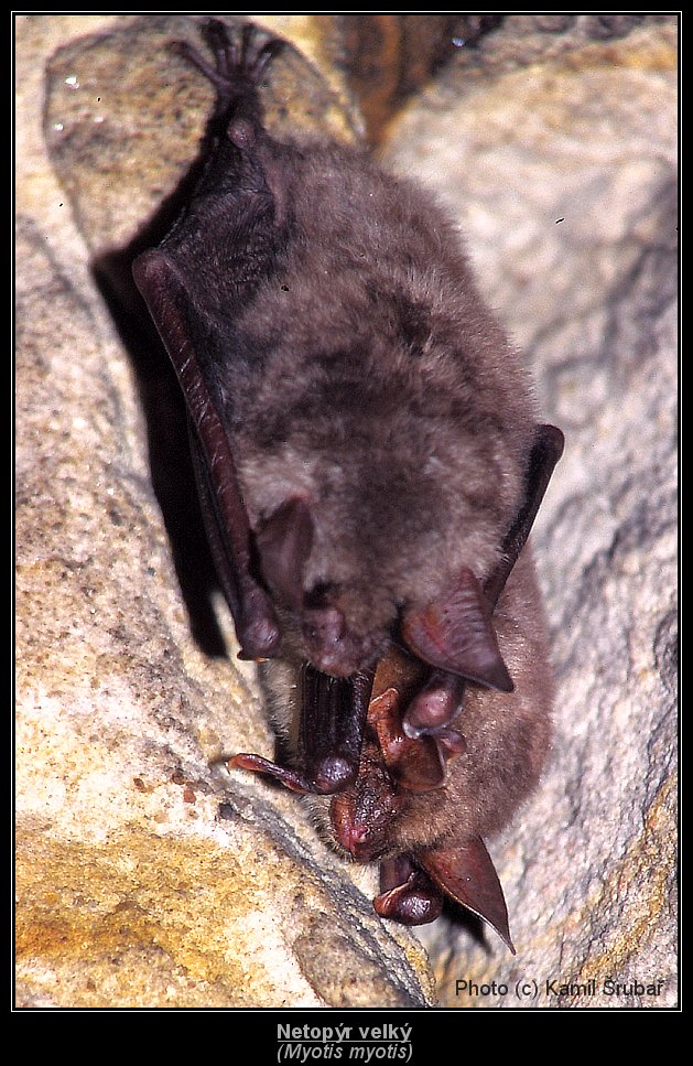Netopýr velký (Myotis myotis) - 1.,