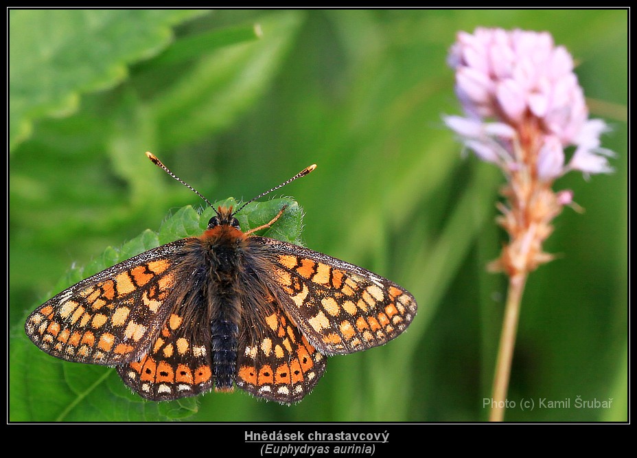 Hnědásek chrastavcový  (Euphydryas aurinia) - 1.,