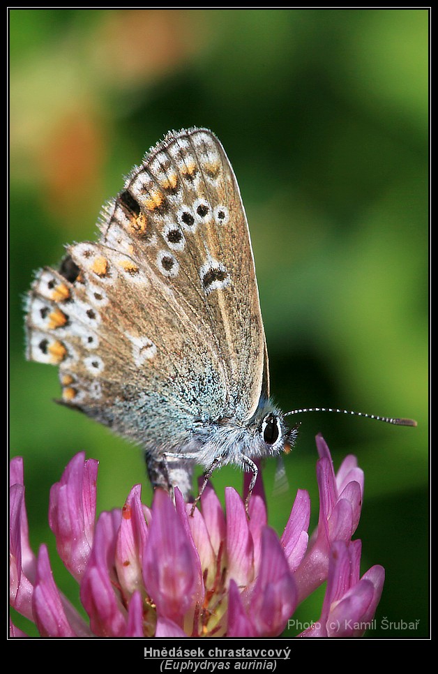 Hnědásek chrastavcový  (Euphydryas aurinia) - 3.,