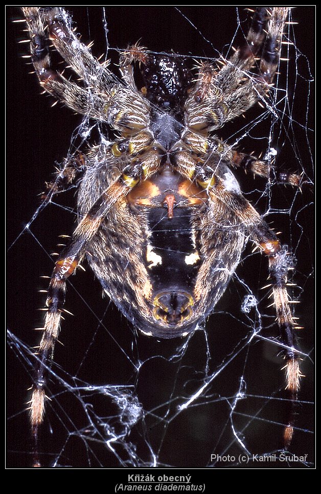 Křižák obecný (Araneus diadematus) - 1.,