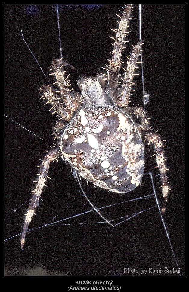 Křižák obecný (Araneus diadematus) - 2.,