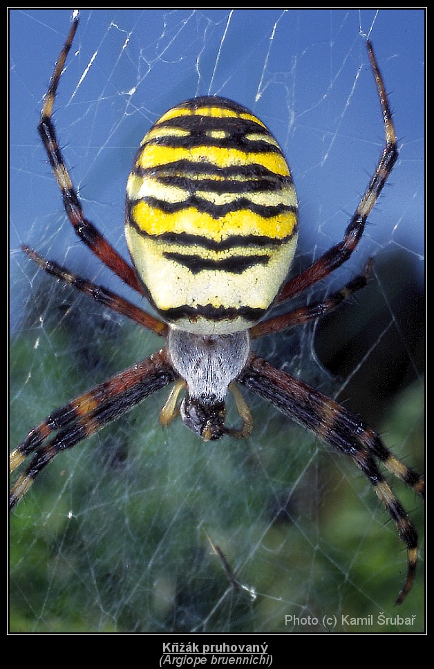 Křižák pruhovaný (Argiope bruennichi) - 1.,