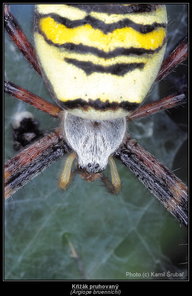 Křižák pruhovaný (Argiope bruennichi) - 2.,