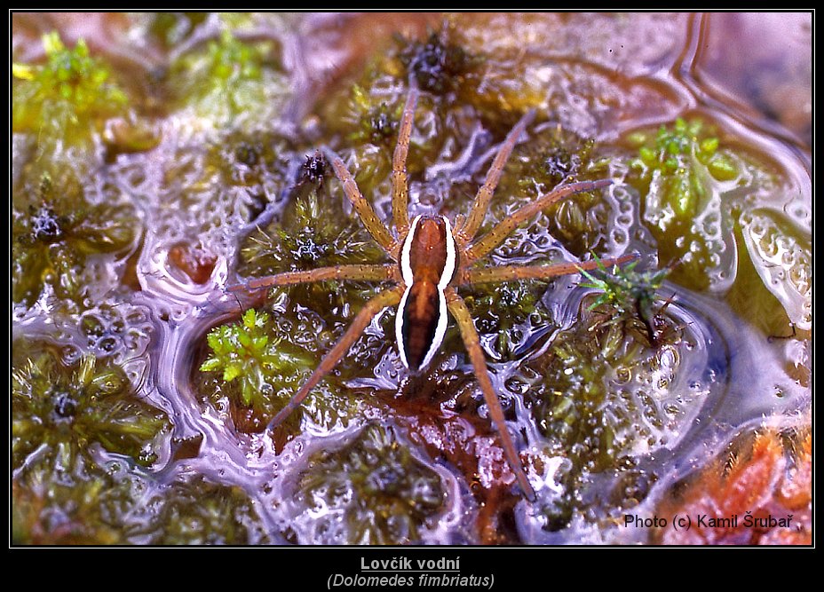 Lovčík vodní (Dolomedes fimbriatus) - 1.,