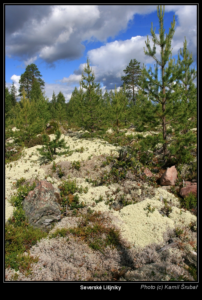 Sweden - Severské Lišejníky