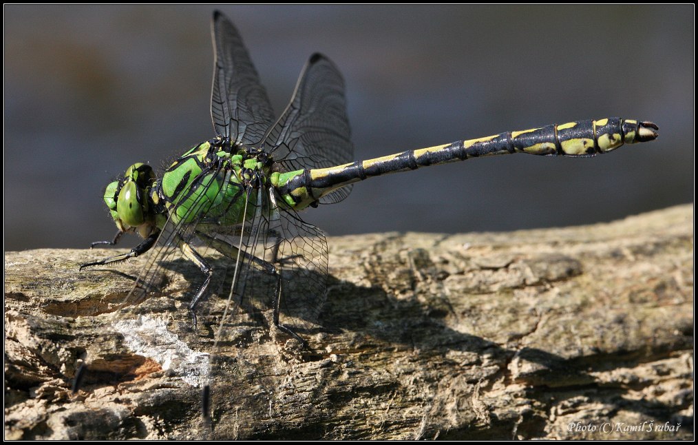 Klínatka rohatá (Ophiogomphus cecilia)