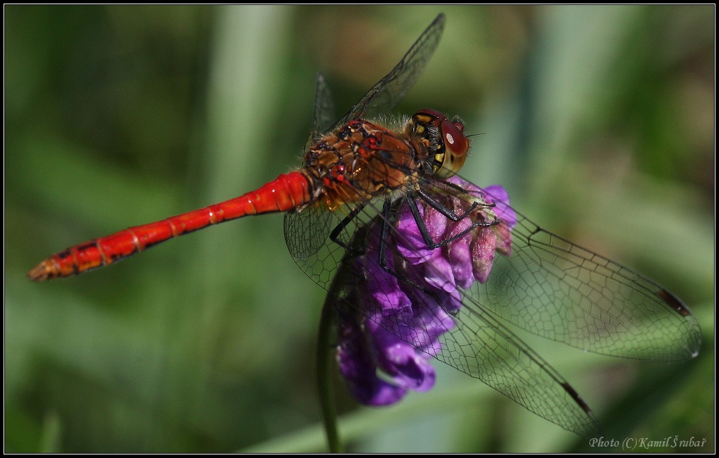 Vážka červená (Crocothemis erythraea)