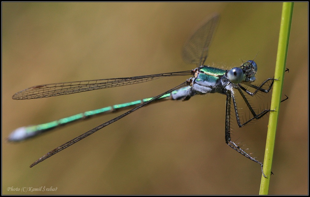 Šídlatka zelená (Lestes virens) - 2