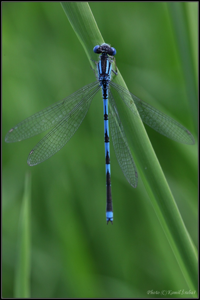 Šidélko ozdobné  (Coenagrion ornatum) - 3