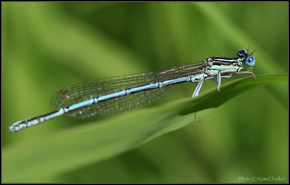 Šidélko ozdobné  (Coenagrion ornatum) - 3