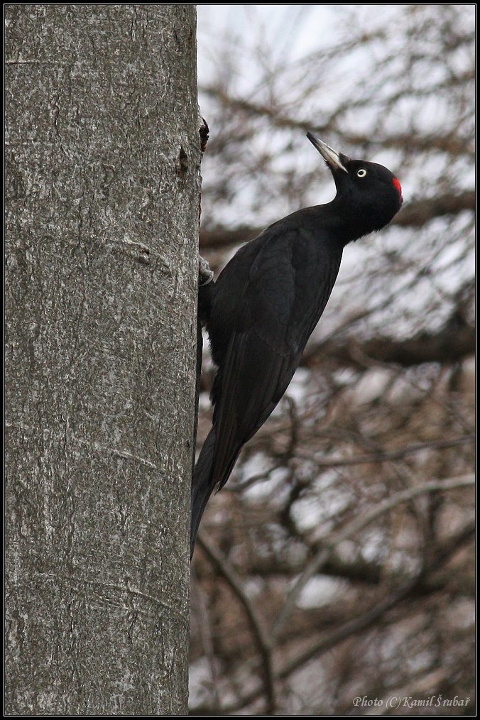 Datel černý (Dryocopus  martius) - 1