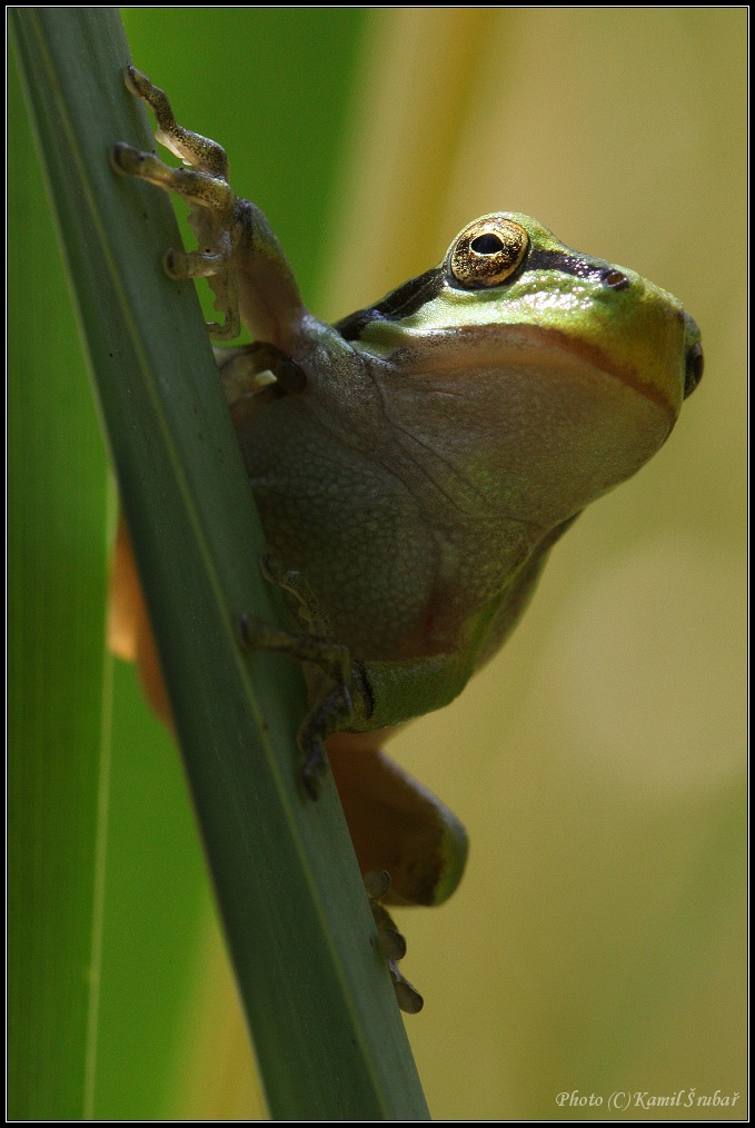 Rosnička zelená (Hyla arborea) - 3