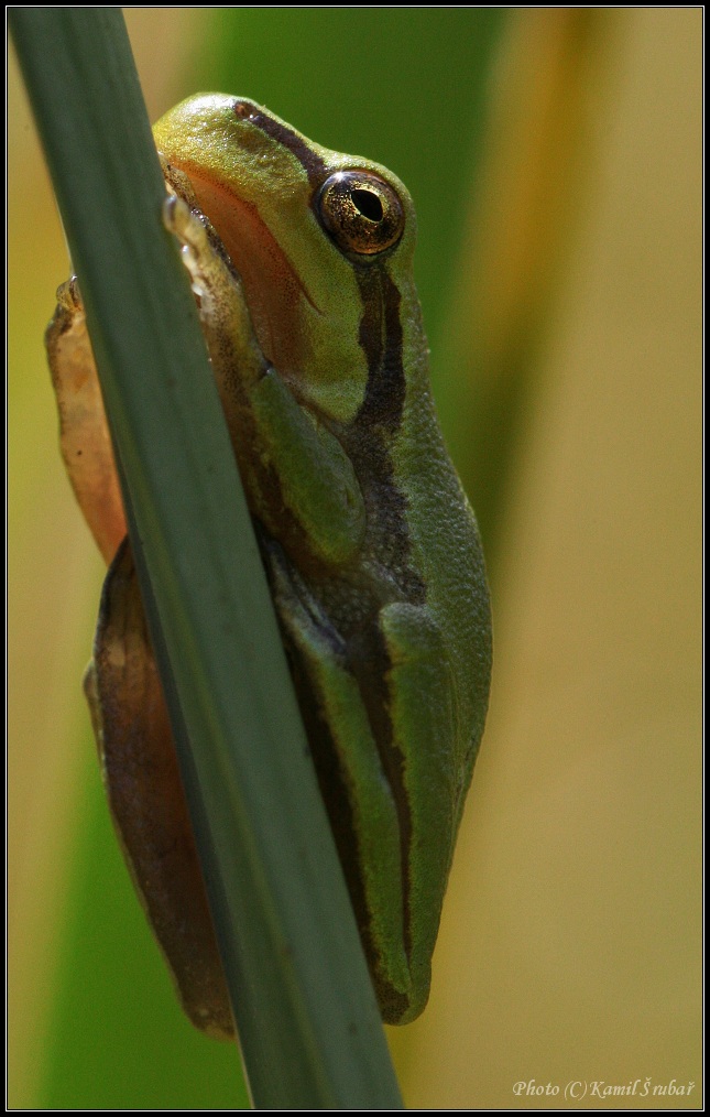 Rosnička zelená (Hyla arborea) - 4