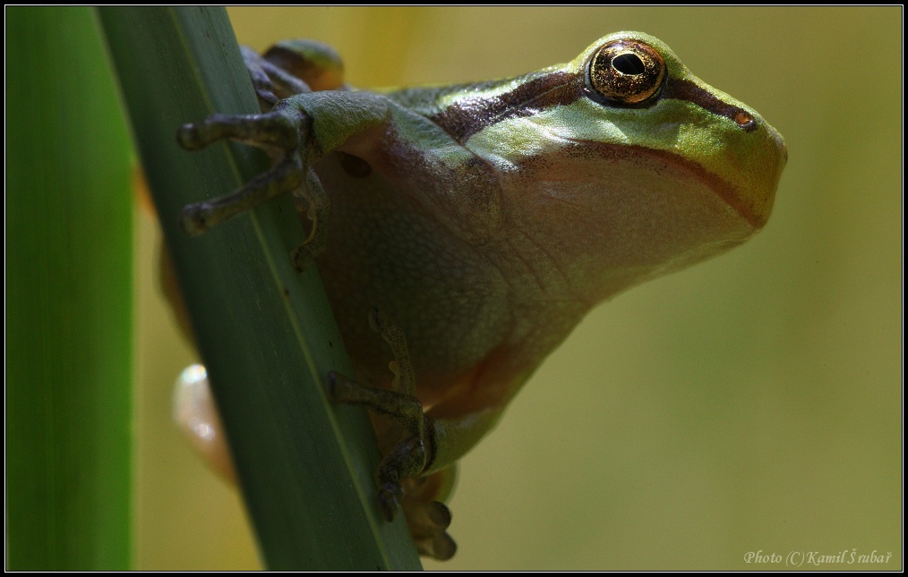 Rosnička zelená (Hyla arborea) - 5