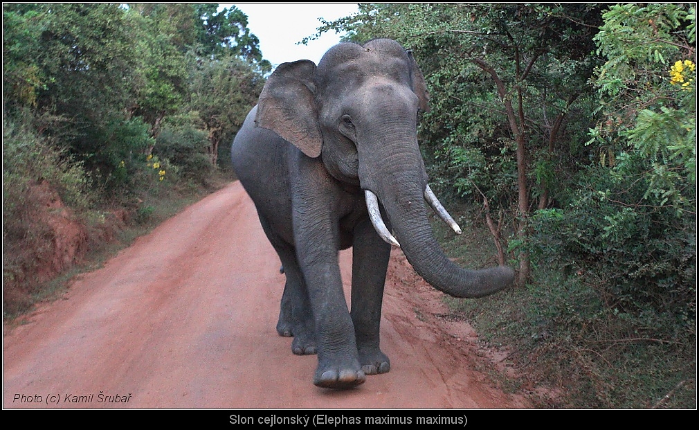 Foto - Kamil Šrubař - Slon cejlonský (Elephas maximus maximus).