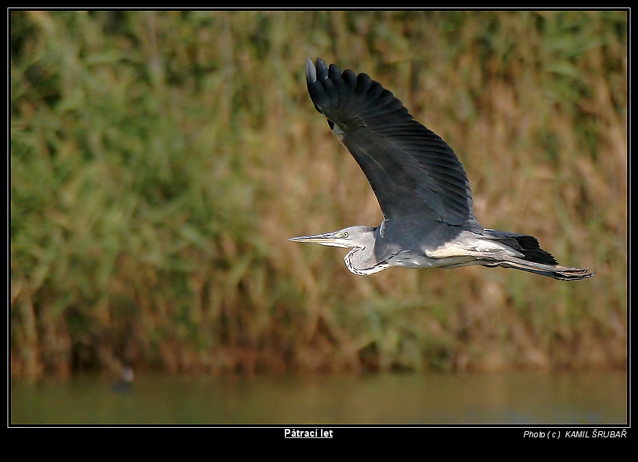 Volavka popelavá (Ardea cinerea) - 1.
